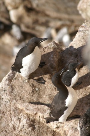 brnnich's guillemot with young